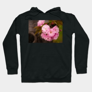 Cherry Blossoms in Bloom in New York City Hoodie